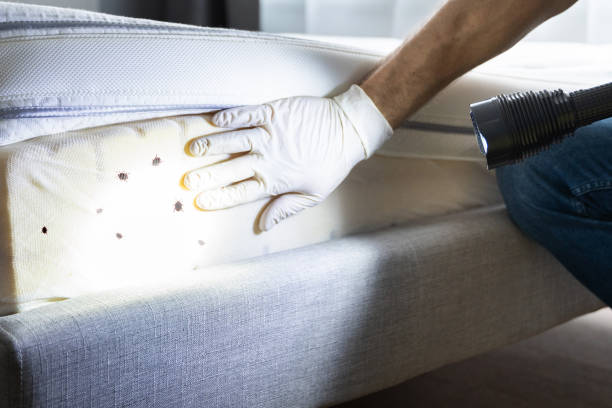 Best Bed Bug Extermination  in Westmont, IL