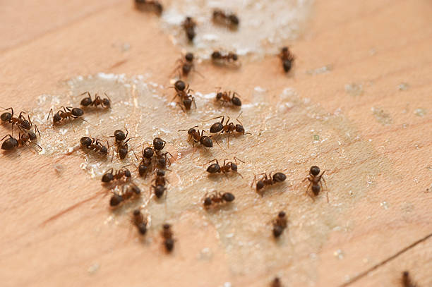 Best Insect Control  in Westmont, IL